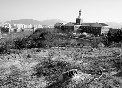 공학관 진입로 좌측 소나무재선충 피해 모습.