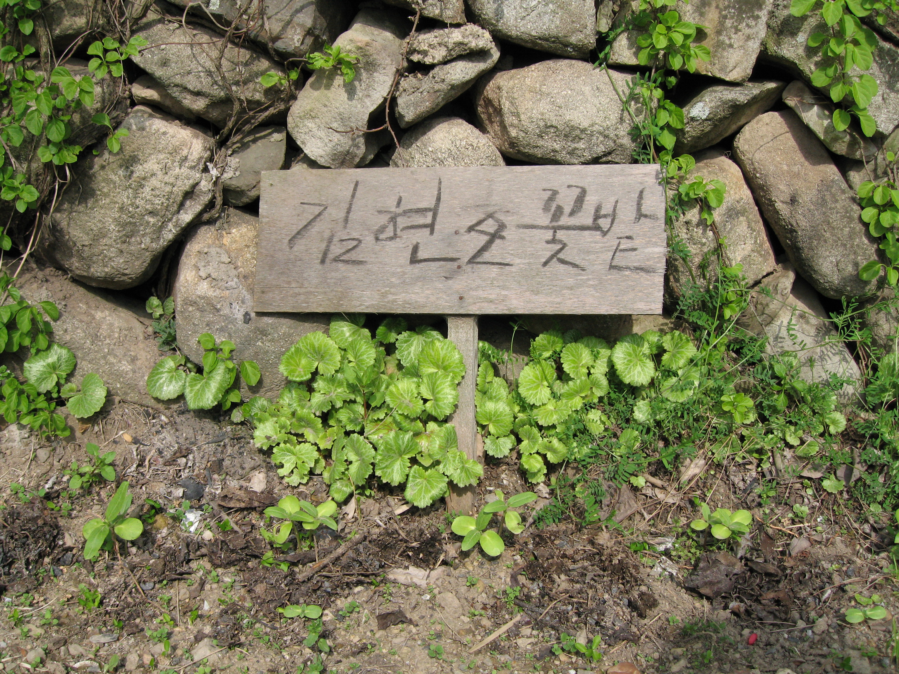 안도현 시인이 동네 꼬마 현오를 위해 손수 만들어준 꽃밭이다. 안도현 시인은 순수한 아이들과 보내는 시간이 행복하다고 했다. 백지원 기자