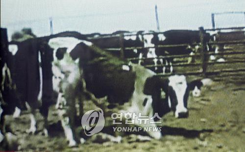 美동물단체, 광우병 의심소 동영상 추가 공개 (서울=연합뉴스) 미국 동물단체인 휴메인 소사이어티는 7일(현지시각) 소위 '다우너(downer)'로 불리는 광우병 의심 소들이 미국 각지의 소 경매장에 쓰러져 있는 모습을 담은 동영상을 추가 공개했다. << SBS TV 촬영 >> 광우병