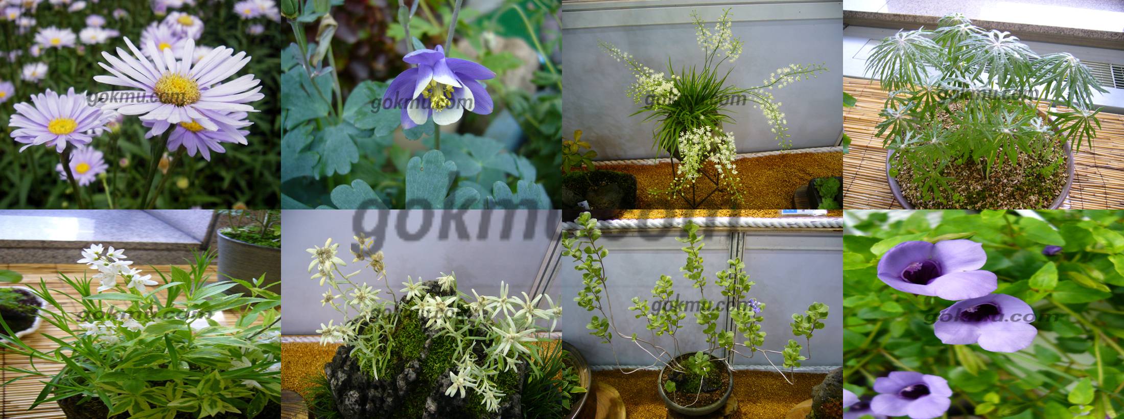 정서적 위안에 큰 도움이 되는 야생화(좌로부터 국화과 벌개미취, 미나리아재비과 매발톱꽃, 천남성과 석장포, 국화과 우산나물, 박주가리과 민백미꽃, 국화과 솜다리, 마편초과 순비기 나무, 봉선화과 물봉선) 변미순 교수 제공