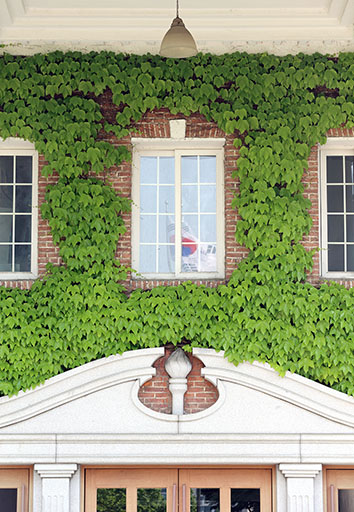 본관에 있는 담쟁이덩굴. 홍보팀