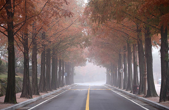 행소박물관 앞에 위치한 메타쉐쿼이아. 홍보팀