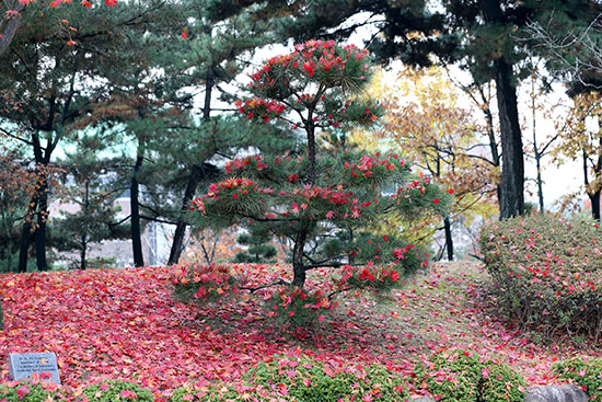 상록수 위에 떨어진 단풍의 모습이 마치 역사의 새로움이 더해진 것처럼 보인다. 사진은 본관 주변 소나무의 모습. 홍보팀